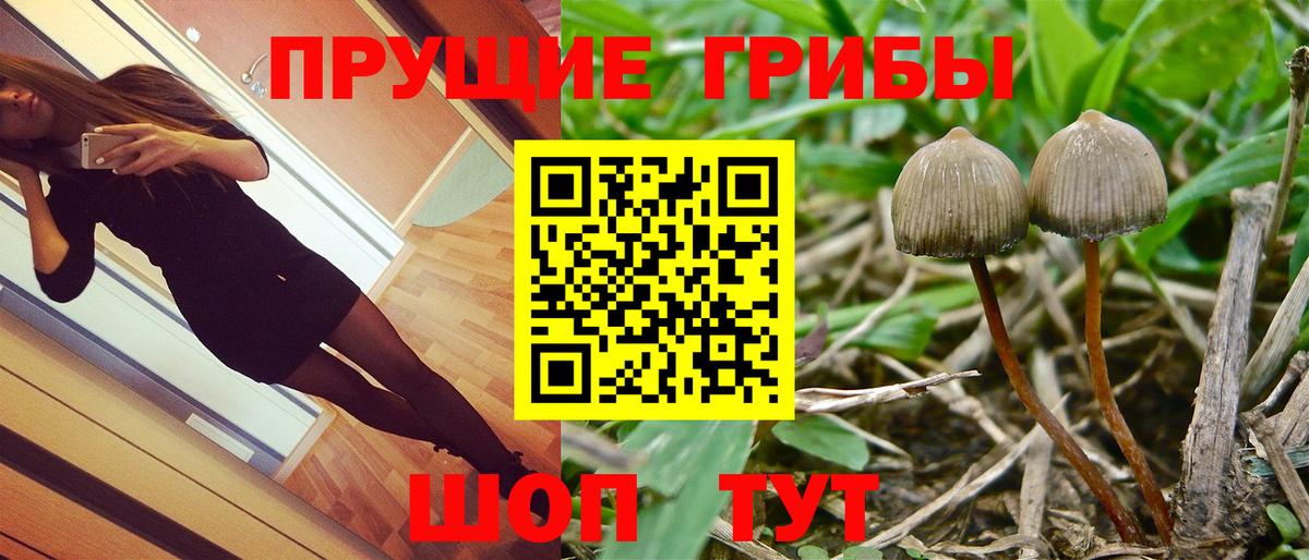 Семёнов  Галлюциногенные грибы GOLDEN TEACHER  как найти   Вход с VPN 